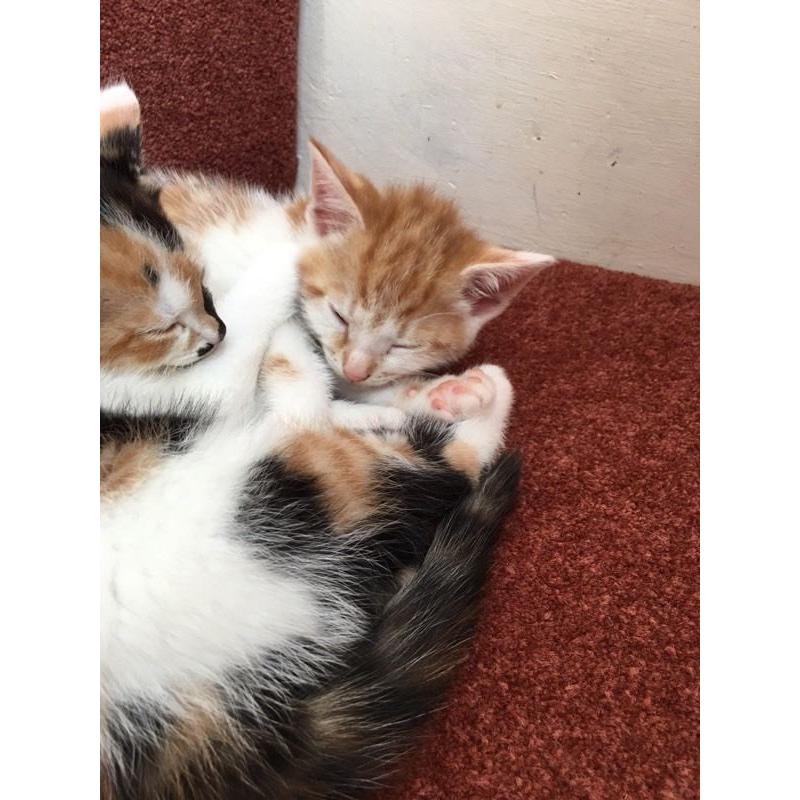 Kittens
