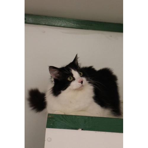 Beautiful Fluffy