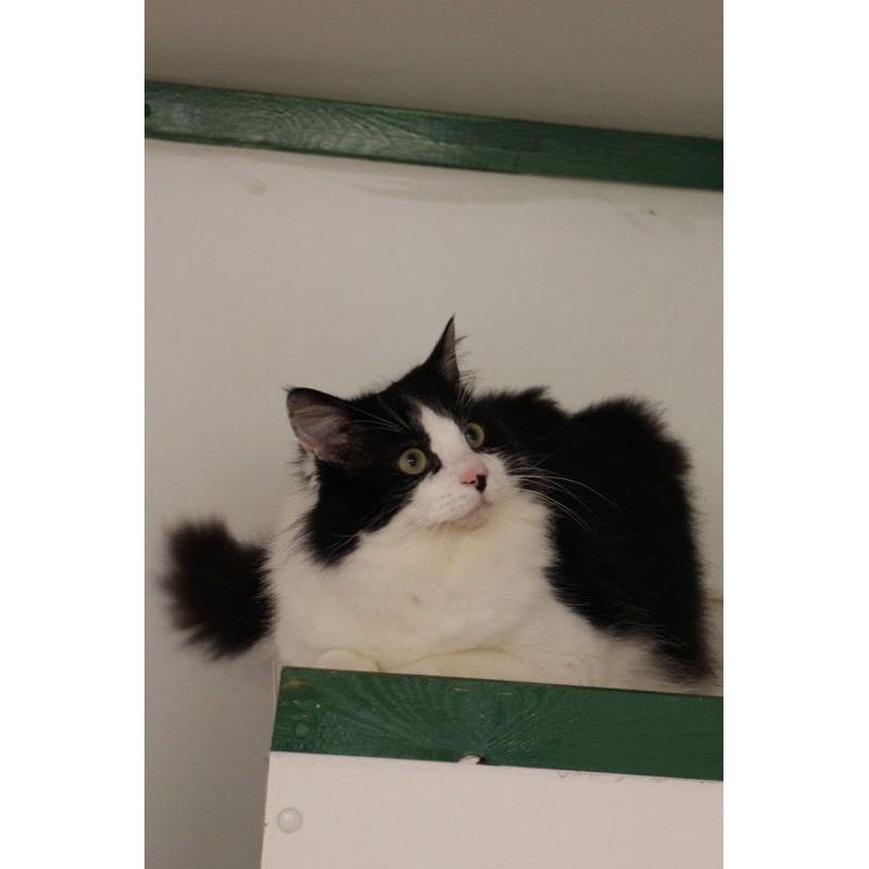 Beautiful Fluffy