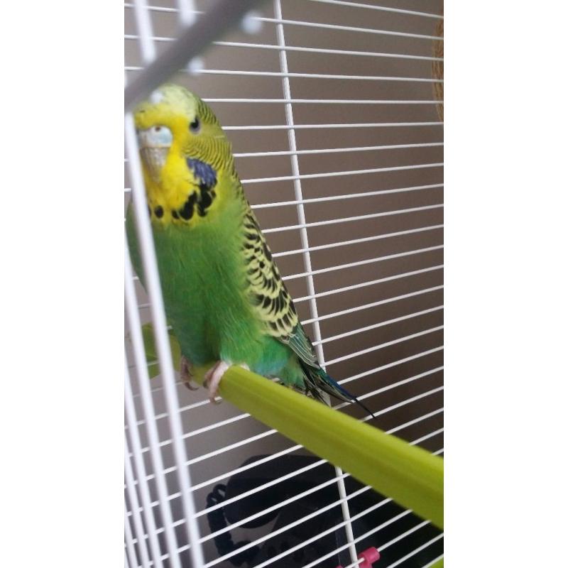 budgie for sale needs gone quick
