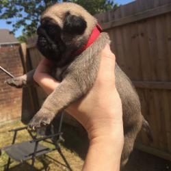 Championship pug puppies