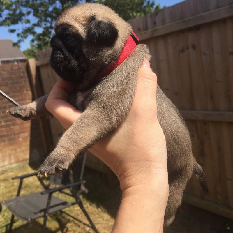 Championship pug puppies