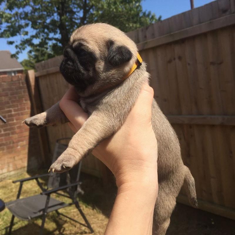 Championship pug puppies