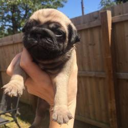 Championship pug puppies