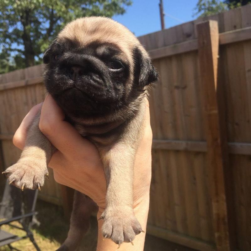 Championship pug puppies