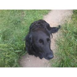 I have 2 male pups for sale, Alsatian/Retriever