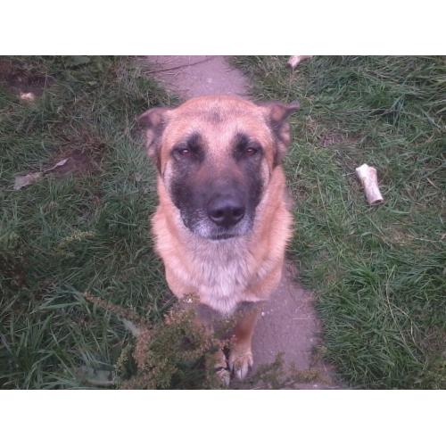 I have 2 male pups for sale, Alsatian/Retriever