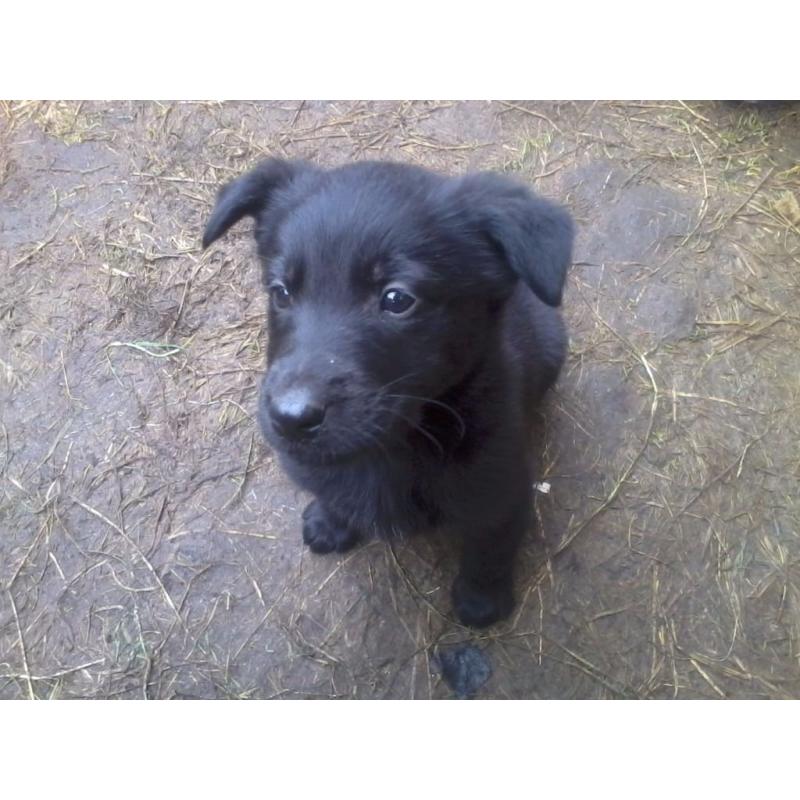 I have 2 male pups for sale, Alsatian/Retriever