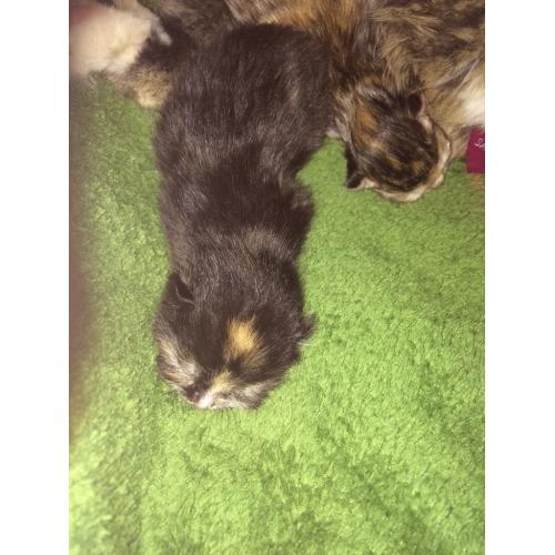 Gorgeous kittens for sale
