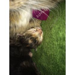 Gorgeous kittens for sale