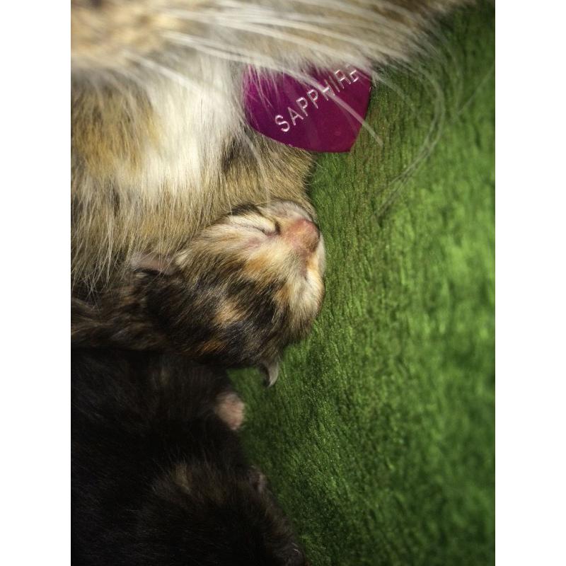 Gorgeous kittens for sale