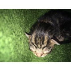 Gorgeous kittens for sale