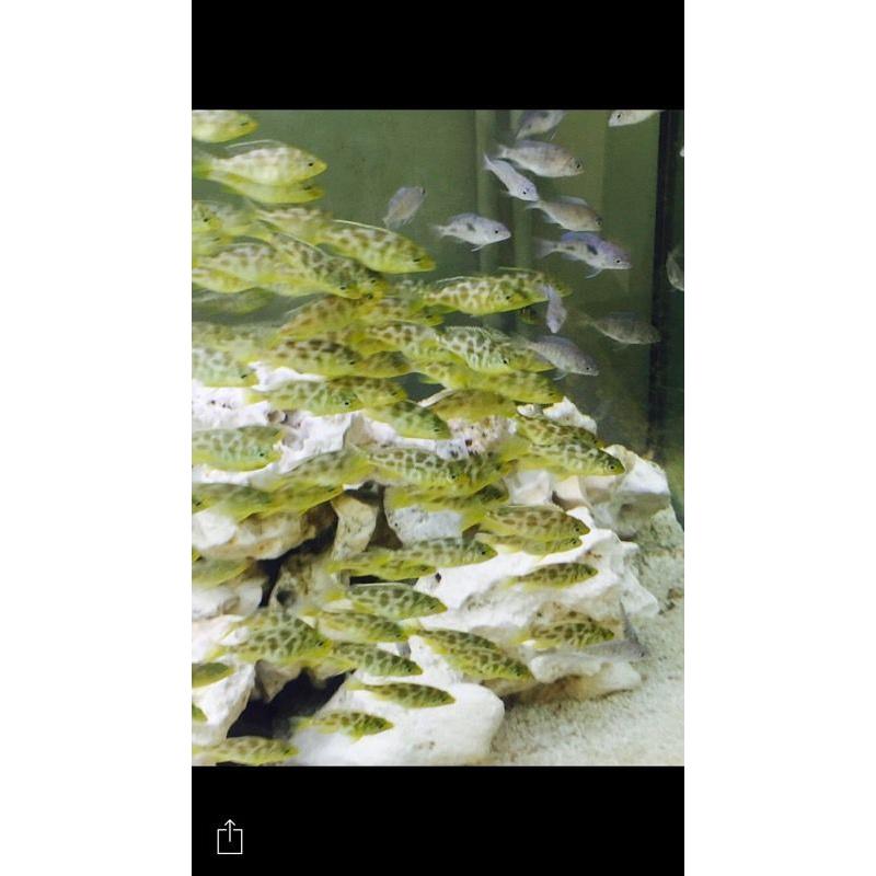 Malawi cichlids (venustus) 2 inch