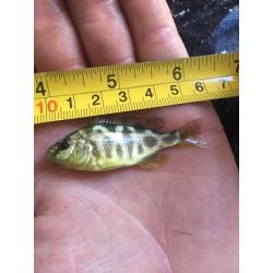 Malawi cichlids (venustus) 2 inch