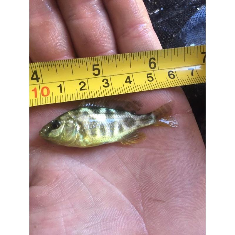 Malawi cichlids (venustus) 2 inch