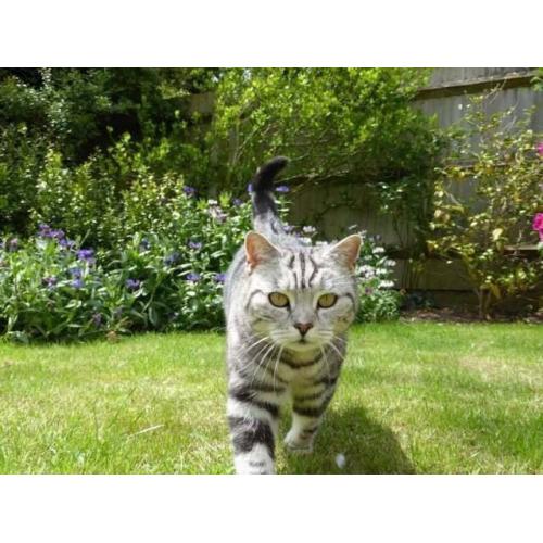 *****MISSING CAT******
