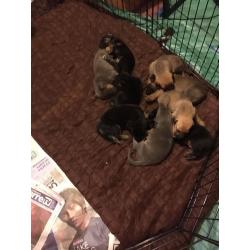 German Shepard X mastiff born 13th June I had 9 puppies I've got 3 boys lefted and 2 girls .