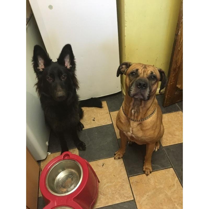 German Shepard X mastiff born 13th June I had 9 puppies I've got 3 boys lefted and 2 girls .