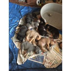 German Shepard X mastiff born 13th June I had 9 puppies I've got 3 boys lefted and 2 girls .