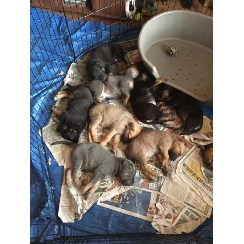 German Shepard X mastiff born 13th June I had 9 puppies I've got 3 boys lefted and 2 girls .