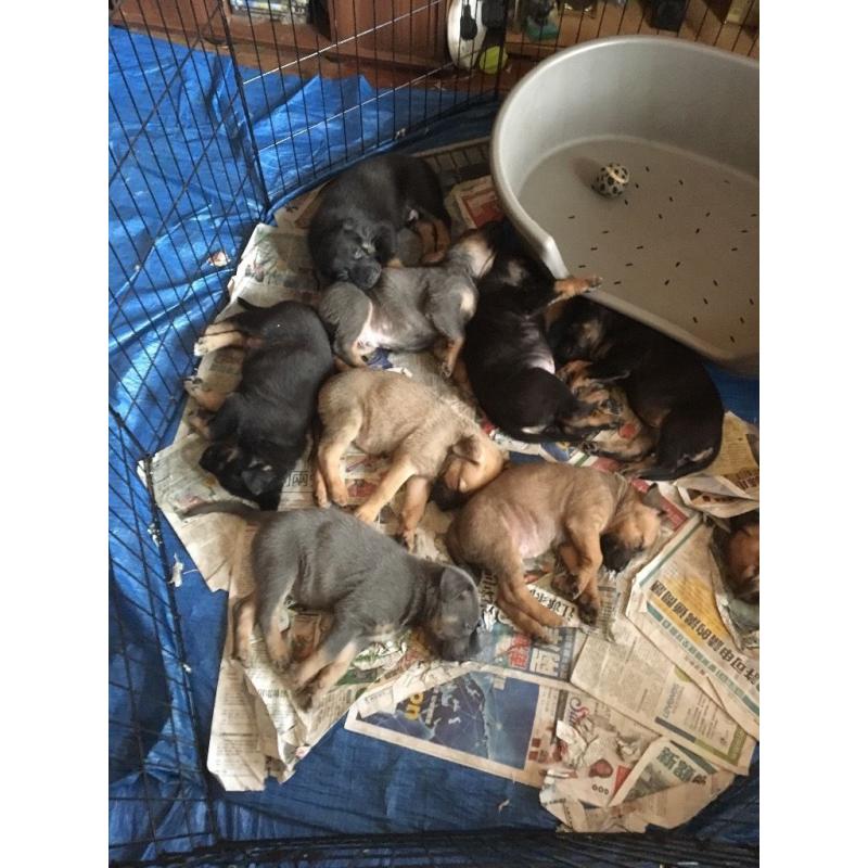 German Shepard X mastiff born 13th June I had 9 puppies I've got 3 boys lefted and 2 girls .