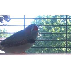 Free Finch and cage