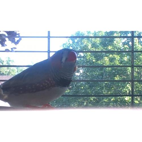 Free Finch and cage