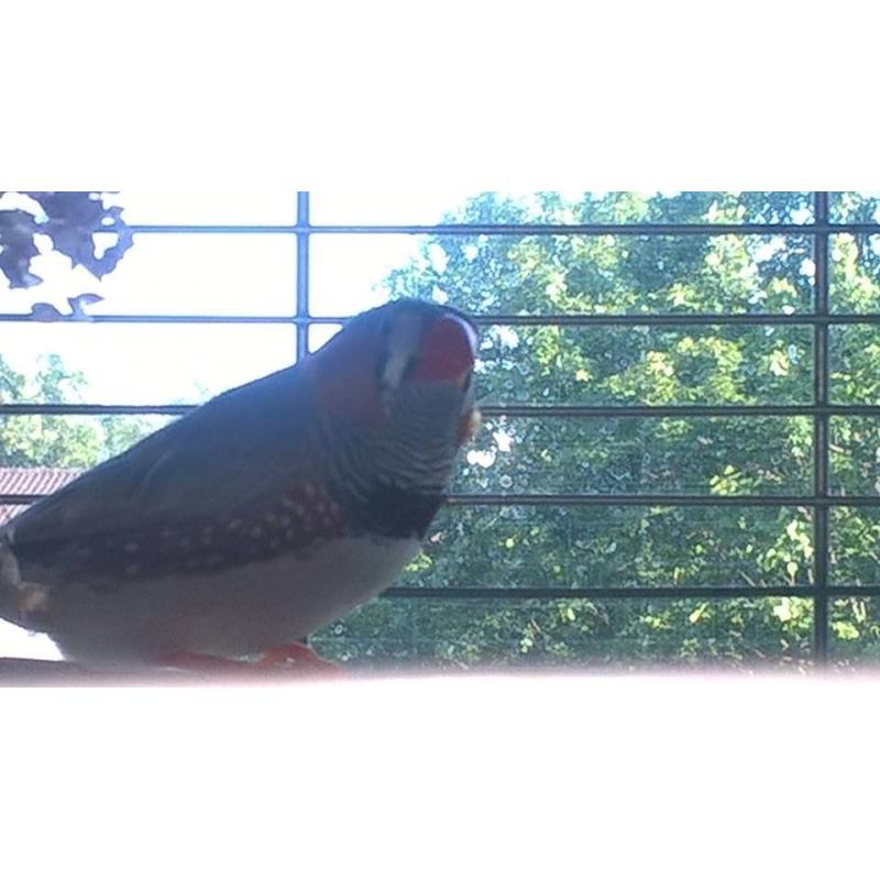 Free Finch and cage