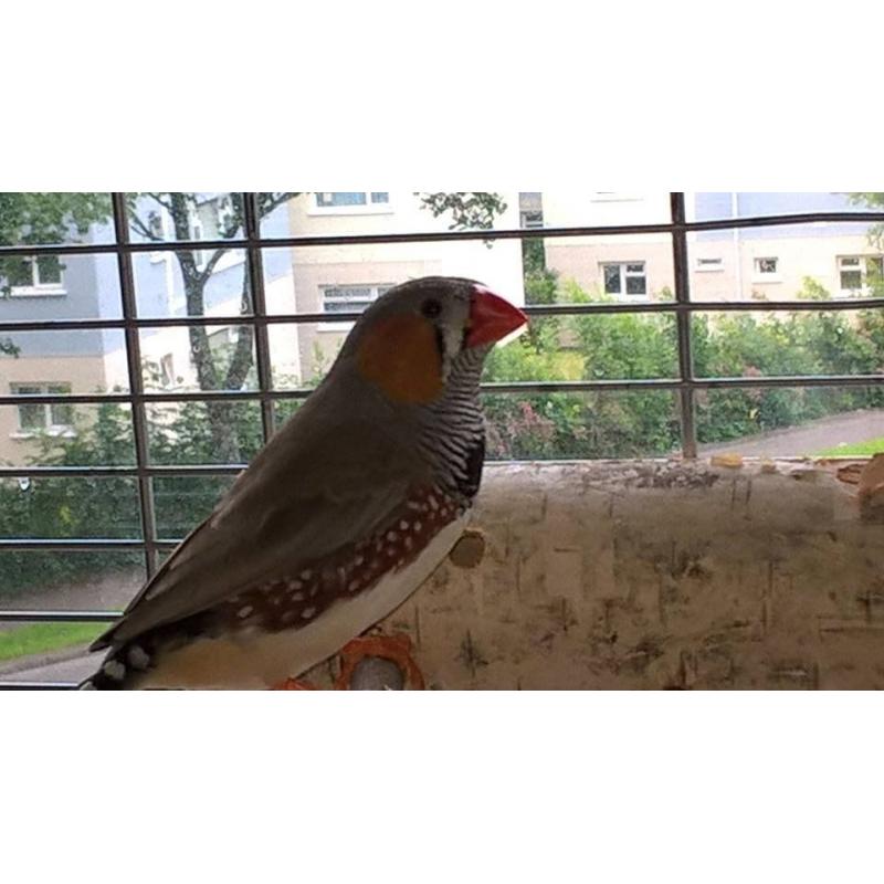 Free Finch and cage
