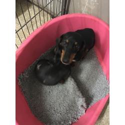 Dachshund girl