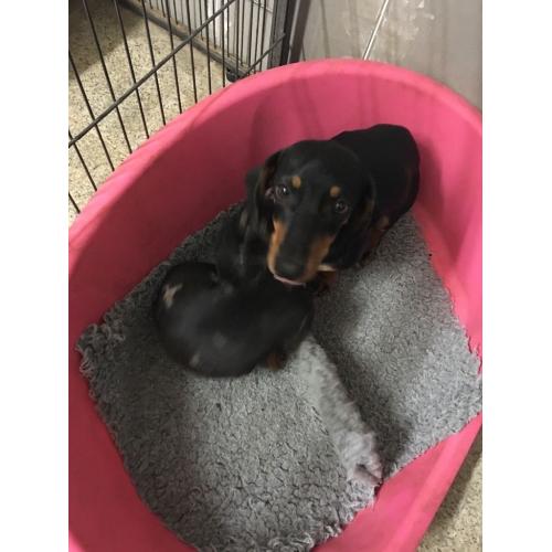 Dachshund girl