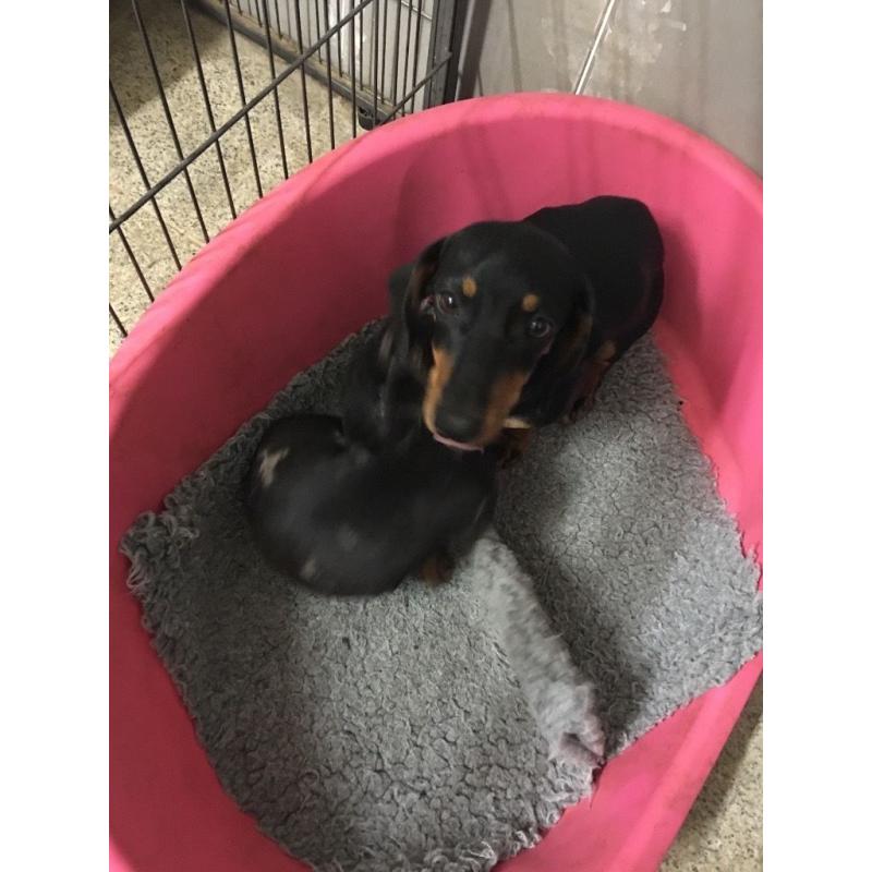 Dachshund girl