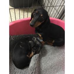 Dachshund girl