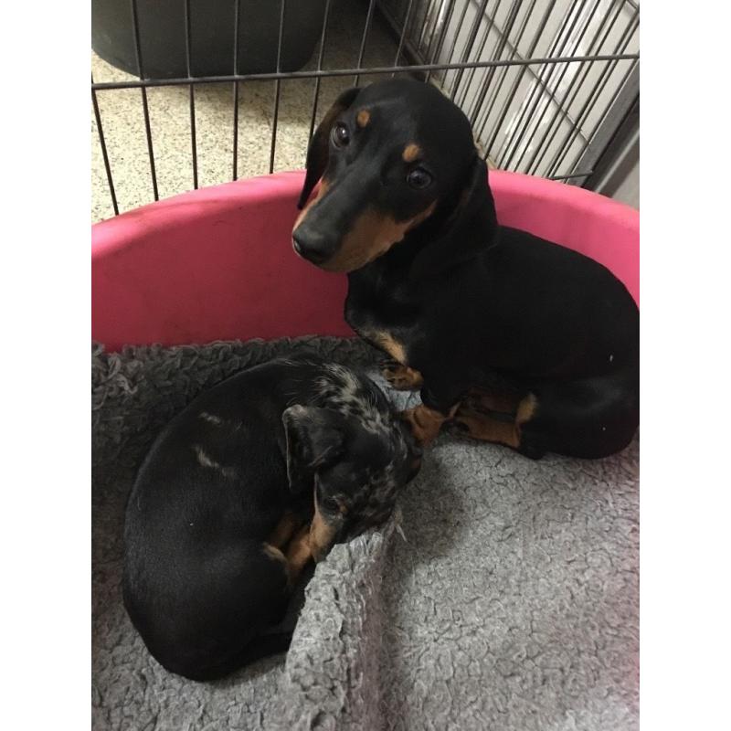 Dachshund girl