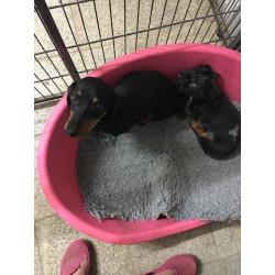 Dachshund girl