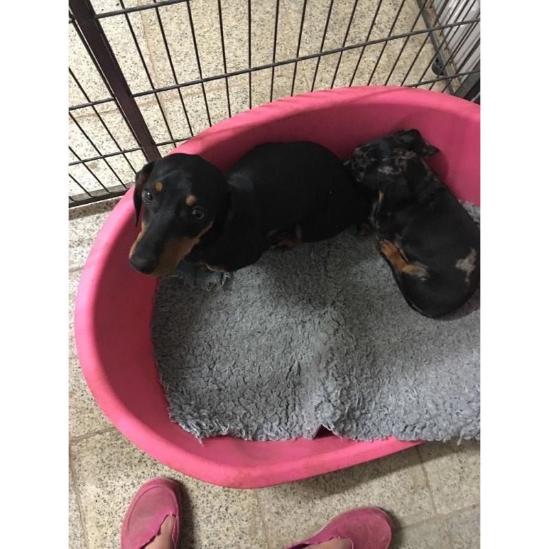 Dachshund girl
