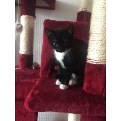 BLACK & WHITE KITTENS FOR SALE