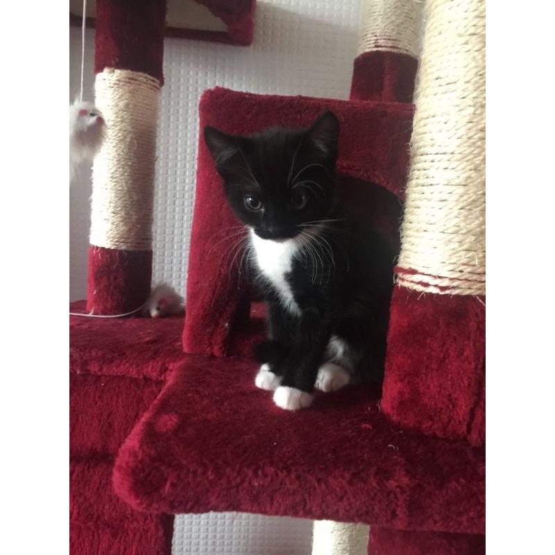 BLACK & WHITE KITTENS FOR SALE