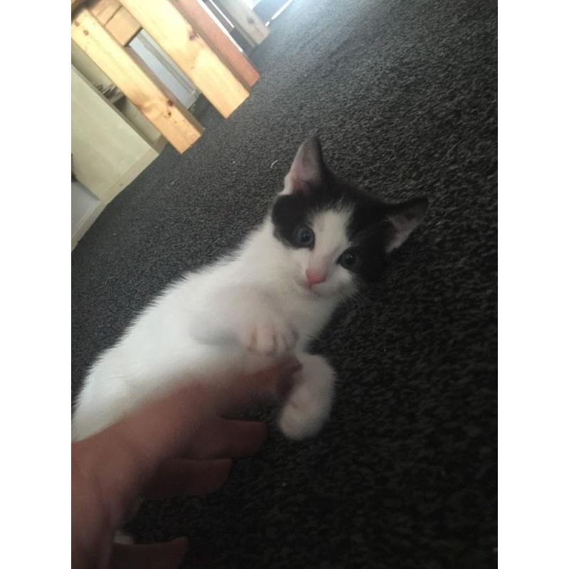 BLACK & WHITE KITTENS FOR SALE