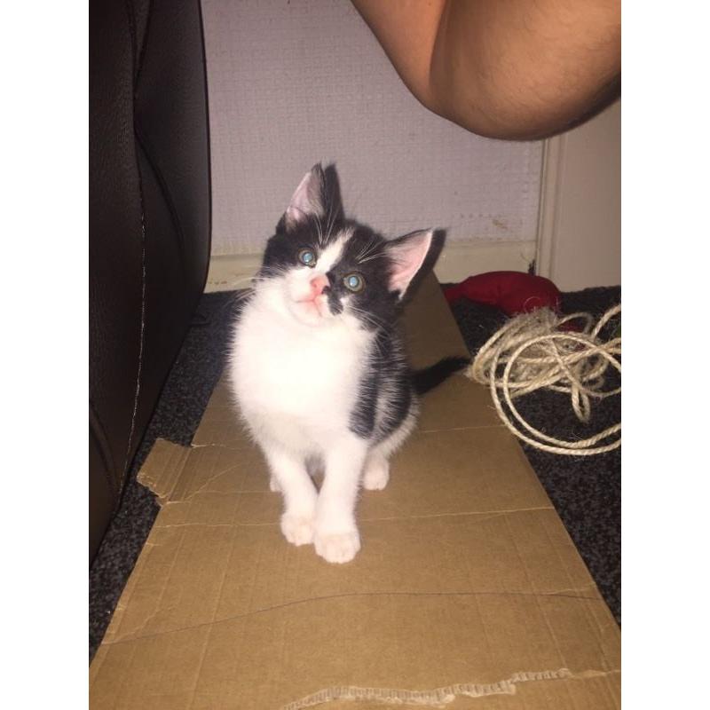 BLACK & WHITE KITTENS FOR SALE