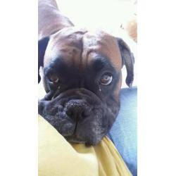Boxer girl for adoption