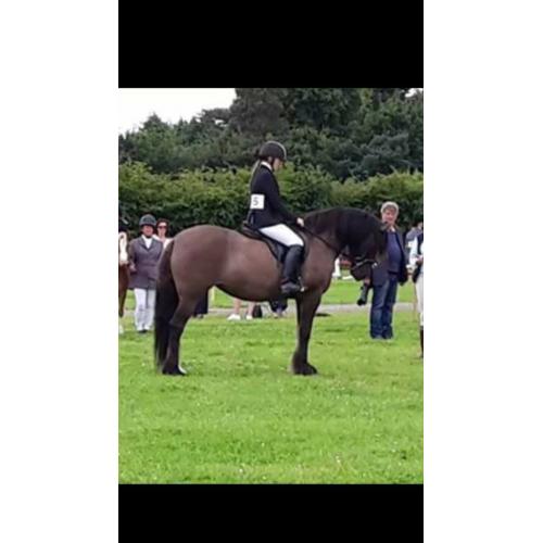 12yrs 15.1 Highland X with saddle and rugs