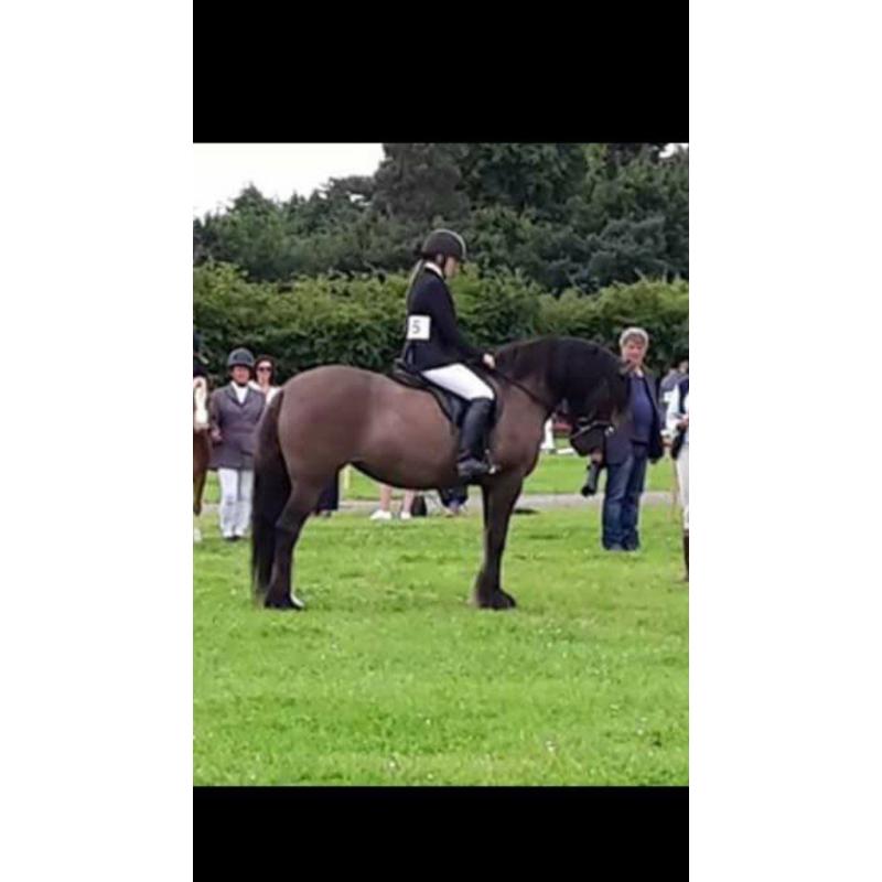 12yrs 15.1 Highland X with saddle and rugs