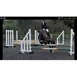 12yrs 15.1 Highland X with saddle and rugs