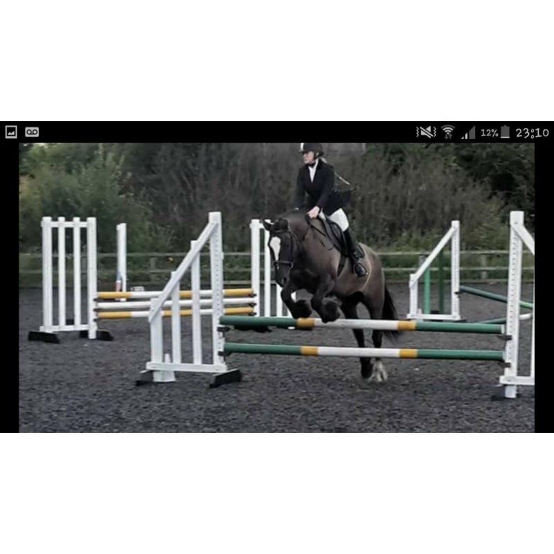 12yrs 15.1 Highland X with saddle and rugs