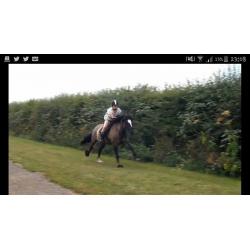 12yrs 15.1 Highland X with saddle and rugs