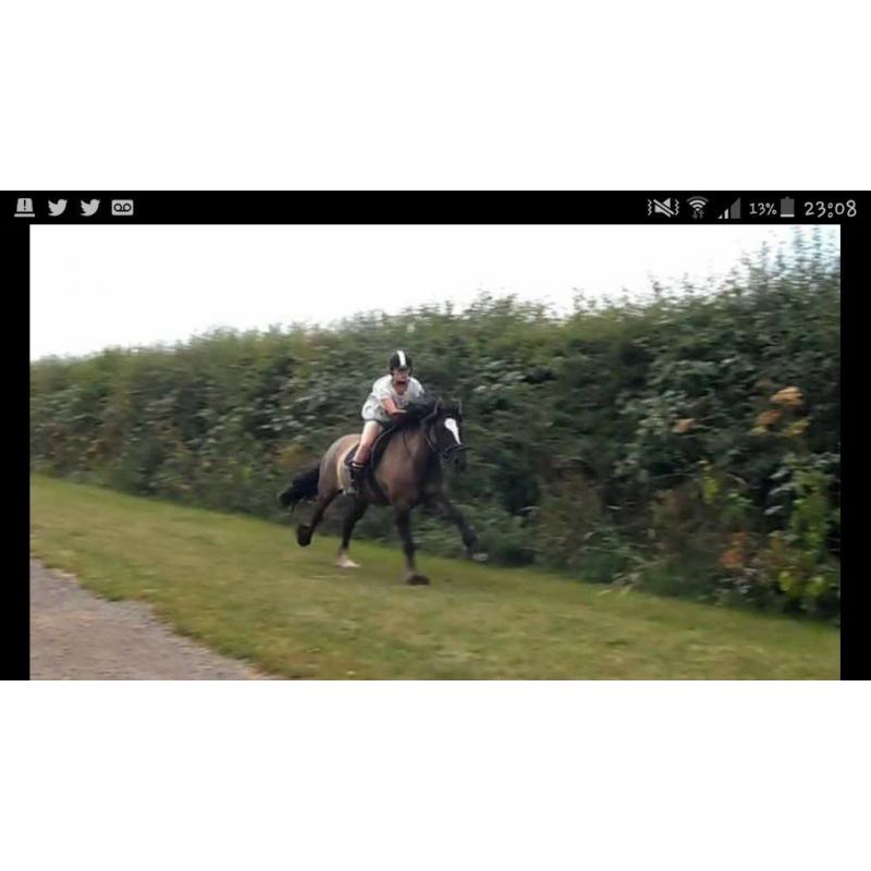 12yrs 15.1 Highland X with saddle and rugs