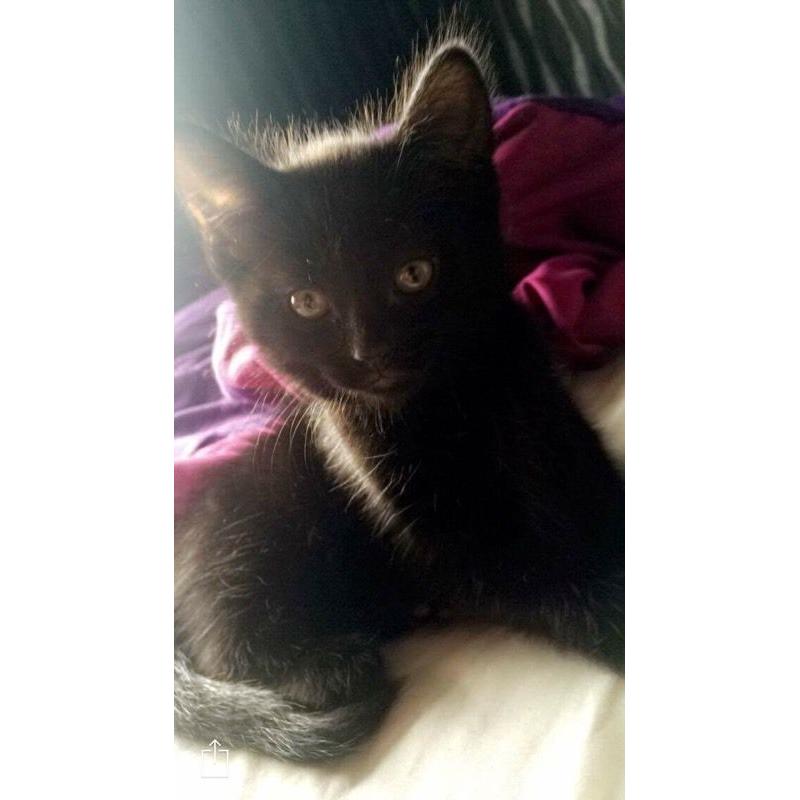 Kitten for sale