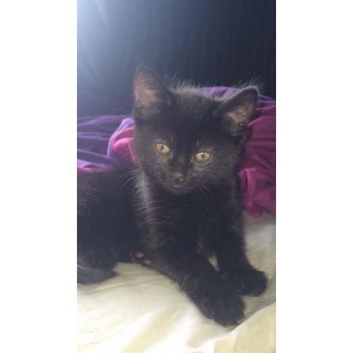 Kitten for sale