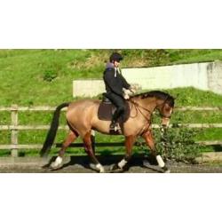 Small equestrian yard to let (denny area)